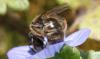 Lasioglossum sp.
